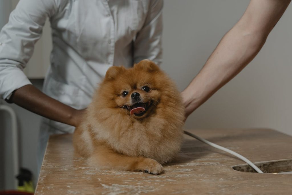 Perfect Routine for Your Pet