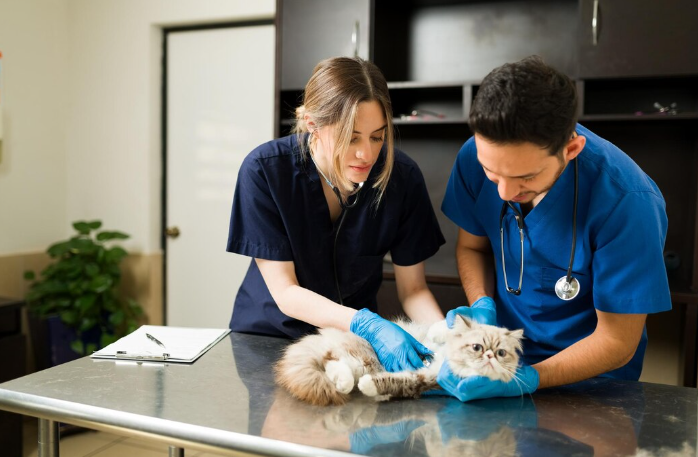 What Veterinarians Need to Know About Disability Insurance Policies