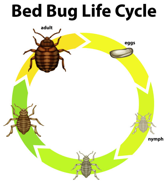 Bed Bug Lifecycle Stages That Impact Treatment Timing