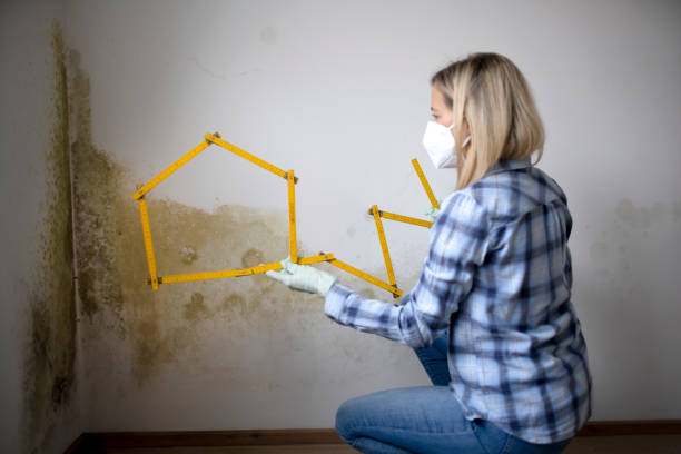 Prevent Mold Growth in Your Home